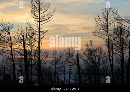 Ökologische Katastrophe: Kiefernwälder, die durch die Großbrände im Juli 2022 auf der Düne du Pilat in Gironde im Südwesten Frankreichs zerstört wurden. Mehr Stockfoto