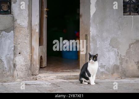 Hauskatze schwarz und weiß, die auf der Straße sitzt. Bicolor auch als Smoking Cat in Venedig bekannt. Enge Straße in Venedig Stockfoto