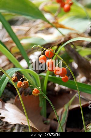 Maiglöckchen, Muguet de mai, Convallaria majalis, gyöngyvirág, Ungarn, Magyarország, Europa Stockfoto