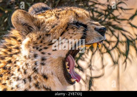 Nahaufnahme eines brüllenden Geparden auf der Suche nach einer Beute im Kgalagadi Transfrontier Park, Südafrika Stockfoto