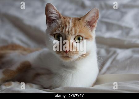 Eine rot-weiße Katze, die auf dem Bett im Schlafzimmer liegt und in unsere Richtung blickt Stockfoto