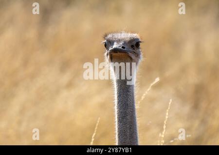 Nahaufnahme eines südafrikanischen Straußes, Struthio camelus australis oder Schwarzhalsstraußes oder Cape Straußes oder Südstrauß in Kgalagadi Transfront Stockfoto