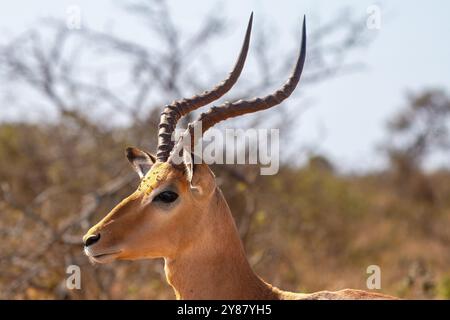 Nahaufnahme von Impala oder Rooibok oder Aepyceros melampus, einer mittelgroßen Antilope im Kruger-Nationalpark in Südafrika Stockfoto