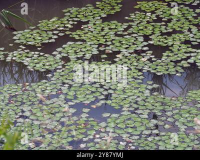 Wasserkalk, Wasserkastanie, Wassernuss, Mâcre nageante, Trapa Natans, Sulyom, Ungarn, Magyarország, Europa Stockfoto