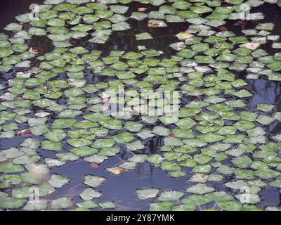 Wasserkalk, Wasserkastanie, Wassernuss, Mâcre nageante, Trapa Natans, Sulyom, Ungarn, Magyarország, Europa Stockfoto