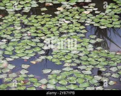 Wasserkalk, Wasserkastanie, Wassernuss, Mâcre nageante, Trapa Natans, Sulyom, Ungarn, Magyarország, Europa Stockfoto