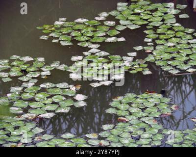 Wasserkalk, Wasserkastanie, Wassernuss, Mâcre nageante, Trapa Natans, Sulyom, Ungarn, Magyarország, Europa Stockfoto