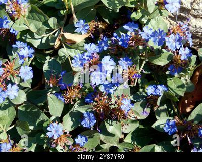 hardy blaublütige Bleikraut, la Dentelaire de Chine, Ceratostigma plumbaginoides, tarackoló kékgyökér, Ungarn, Magyarország, Europa Stockfoto