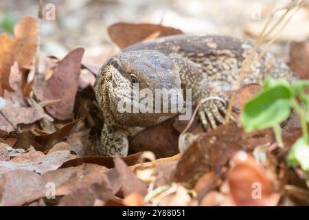 Rock Monitor Echse (Varanus albigularis) oder Southern Savanna Monitor Echse Jagd in Laubstreu Low angle Close Up Headshot, Limpopo, Südafrika Stockfoto