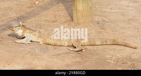 Monitor Lizard (Varanus albigular), der während des Wachstums seine Haut abbläst oder abblättert, zeigt Skalendetails. Kruger-Nationalpark, Südafrika Stockfoto