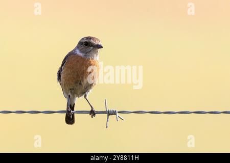 Weibliche afrikanische Stonechat (Saxicola torquatus) auf Draht in der Nähe von Swellendam, Westkap, Südafrika Stockfoto