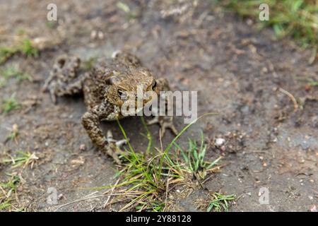 Gewöhnliche Kröte ist auf schmutzigem Boden, Froschfoto mit selektivem Weichfokus Stockfoto