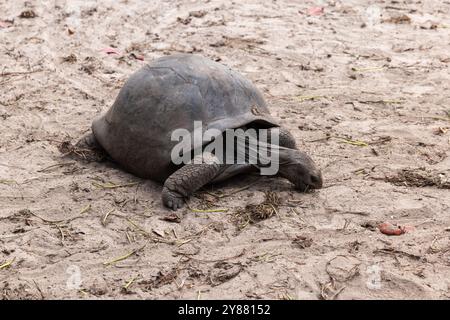 Wilde aldabra Riesenschildkröte, die auf dem Boden krabbelt. Aldabrachelys gigantea Stockfoto