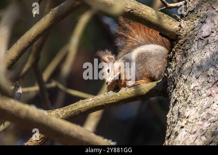 Ein Eichhörnchen nagt einen Tannenzapfen, während er auf einem Ast sitzt, natürliche Fotografie mit selektivem Weichfokus Stockfoto