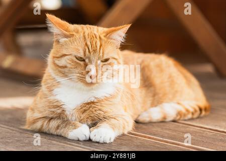 Faule Ingwerkatze mit weißen Flecken liegt auf Holzboden, Nahaufnahme Stockfoto