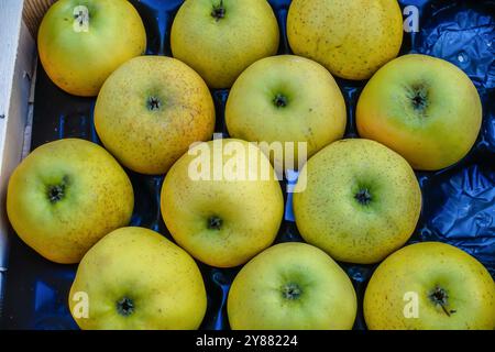 Nahaufnahme vieler goldgelber, köstlicher grüner Äpfel in Box im Laden des Bauernmarktes mit Details und Textur in Apt, Frankreich Stockfoto