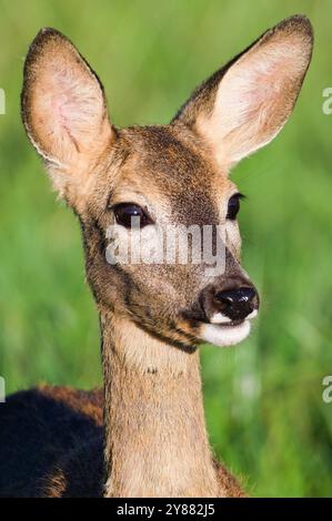 Vertikales Nahporträt von Capreolus capreolus alias europäisches Reh Weibchen auf einem Feld. Stockfoto