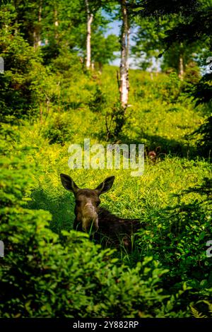 Elche im Wald Stockfoto