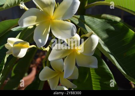 Hawaiianische Plumeria Lebendige Gelbe Blume Stockfoto