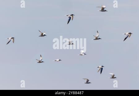 Sandwichseeschwalben "Sterna sandvicensis" fliegen in Gruppe mit Vogelflügeln in verschiedenen Positionen. Schwarm Seeschwalben im Flug. Dublin, Irland Stockfoto