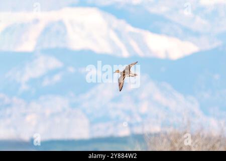 Die riesige Ente fliegt vor dem Hintergrund verschneite Berge Stockfoto