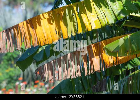 Das braune Blatt eines Bananenbaums, Musa paradisiaca, in einem Sommergarten. Stockfoto