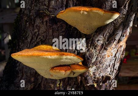 Shaggy Bracket Pilze auf der Rinde eines alten Apfelbaums Stockfoto