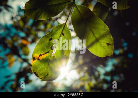 Blätter bei Herbstsonne, Großbritannien Stockfoto
