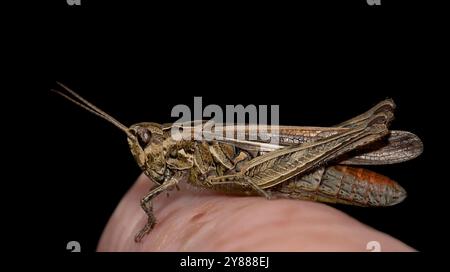 Ein Feldgrasschrecken, der auf meinem Finger liegt. Eine gut fokussierte Seitenansicht in Nahaufnahme vor schwarzem Hintergrund. Stockfoto