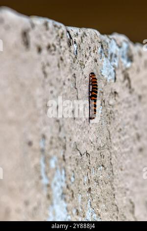 Zimtmotte raupe, erkennbar an ihren schwarzen und gelben Streifen, ernährt sich von Ragkraut. Foto in freier Wildbahn Stockfoto