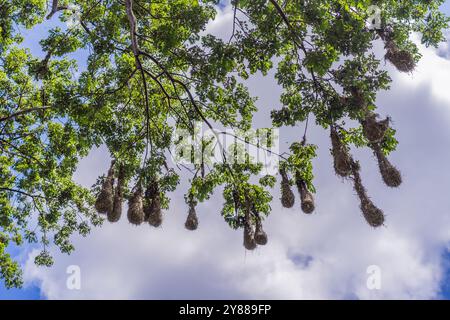 Vogelnester von Montezuma Oropendola hängen an Ästen vor einem bewölkten Himmel. Natur-, Tier- und Lebensraumkonzept Stockfoto
