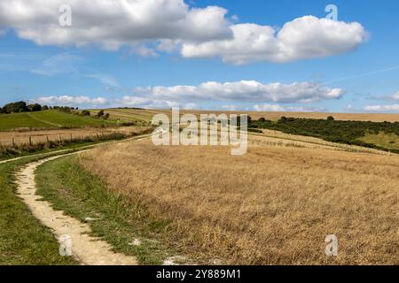 Ein Pfad, der nach der Blüte entlang von Flachsfeldern verläuft, mit einem blauen Himmel über dem Himmel Stockfoto