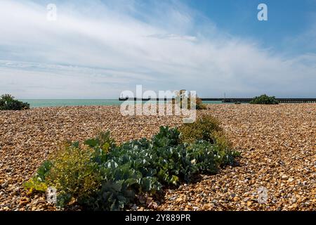 Blick in Richtung Newhaven Lighthouse mit Meerkohl, der am Kiesstrand im Vordergrund wächst Stockfoto