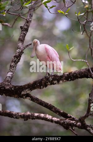 Rosenlöffelschnabel (Platalea ajaja) aus Costa Rica Stockfoto