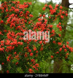 Hellrote Frühlingsblumen des blühenden Strauches Embothrium coccineum oder Stockfoto