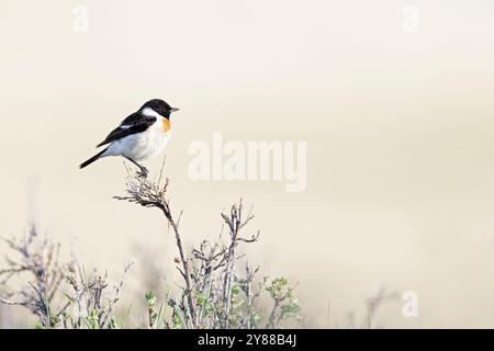 Männlicher sibirischer Stonechat (Saxicola maurus), der auf einem Zweig thront. Stockfoto