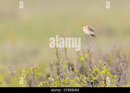 Weibliches sibirisches Stonechat (Saxicola maurus), das auf einem Zweig thront. Stockfoto