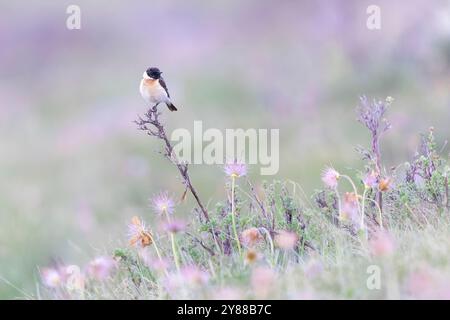 Männlicher sibirischer Stonechat (Saxicola maurus), der auf einem Zweig thront. Stockfoto