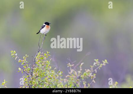 Männlicher sibirischer Stonechat (Saxicola maurus), der auf einem Zweig thront. Stockfoto