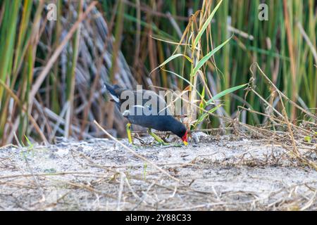 Dieses Bild zeigt eine Gallinule (Gallinula galeata) mit dunklem Gefieder, einem markanten roten Frontalschild und einem gelben roten Schnabel auf der Suche nach Nahrungssuche Stockfoto