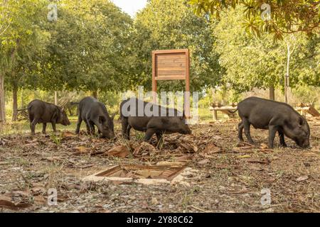 Dieses Bild zeigt eine Gruppe von vier jungen Wildschweinen (Sus scrofa), die auf dem mit trockenen Blättern bedeckten Boden auf Nahrungssuche sind. Stockfoto