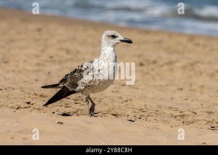 Dieses Bild zeigt eine junge Möwe, die an einem Sandstrand mit sanften Wellen im Hintergrund steht. Stockfoto