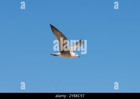 Dieses Bild zeigt eine Möwe im Flug gegen einen klaren blauen Himmel. Die Flügel der Möwe sind vollständig ausgezogen und zeigen ihr Gefieder und ihre Flügelstruktur. Stockfoto