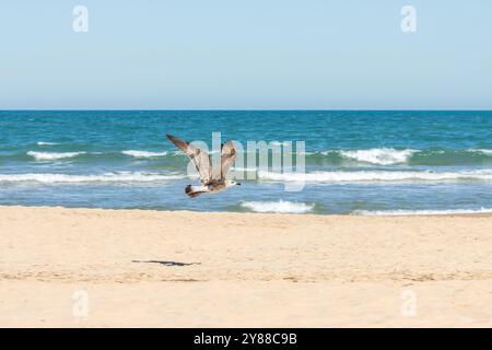 Dieses Bild zeigt eine Möwe im Flug über einen Sandstrand mit Wellen, die vom Meer hereinströmen. Stockfoto