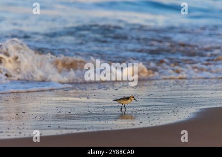 Dieses Bild zeigt einen gefleckten Sandpiper (Actitis macularius), der an einem nassen Sandstrand mit sanften Wellen und der Küste im Hintergrund steht. Stockfoto