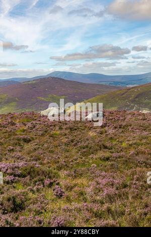 Weitläufige Landschaft von Luggala und Lough Dan in den Wicklow Mountains, Irland – Rolling Hills of Heather und Täler darunter Stockfoto