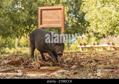 Dieses Bild zeigt ein junges Wildschwein (Sus scrofa) in einer natürlichen Umgebung mit Bäumen und gefallenen Blättern. Stockfoto