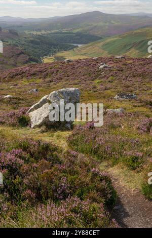 Weitläufige Landschaft von Luggala und Lough Dan in den Wicklow Mountains, Irland – Rolling Hills of Heather und Täler darunter Stockfoto