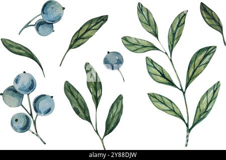 Aquarellvektor Blaubeerzweige, botanische Illustration mit grünen Blättern und Beeren. Ideal für natürliche Designs, Bio-Produkte oder Dekorationen Stock Vektor