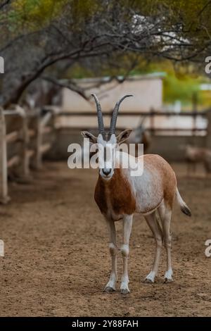 Scimitar oryx, Oryx dammah, auch bekannt als Scimitar-horned Oryx und Sahar Stockfoto